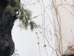 -香山公园