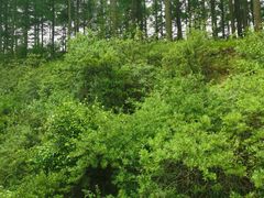 -塞罕坝国家级自然保护区