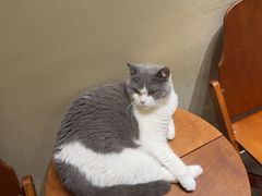 -有猫咖啡umeow coffee