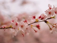 -武汉大学-樱园