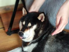 -柴犬高等学院·狗咖·柴犬售卖·宠物训练