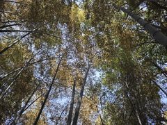 -上海佘山国家森林公园天马山园