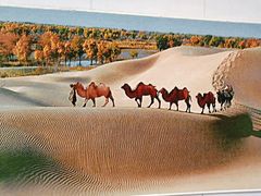 -巴特餐饮6加1音乐餐吧·新疆菜