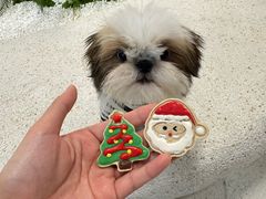 -帕帕拉兹宠物(亚洲旗舰店)