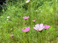 -大渡口区义渡公园