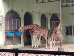 -鸡鸣汤包(红山动物园店)