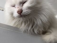 -绒爪撸猫下午茶·猫咖