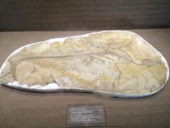 恐龙博物馆-自贡恐龙博物馆