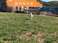 -趣玩宠物乐园寄养训犬训狗游泳池