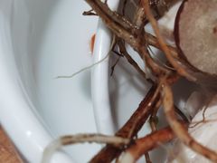 -清新一盅正宗清远鸡(环城路店)