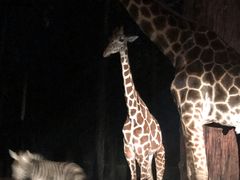 -清迈夜间动物园