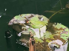 -梅龙湖
