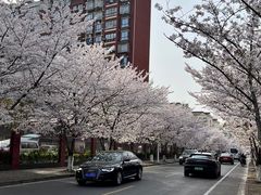 -高东镇樱花园