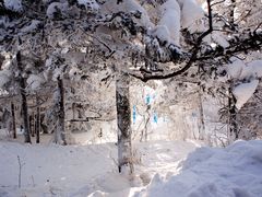 -亚布力新体委滑雪场
