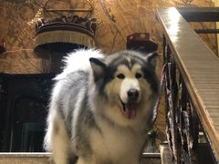 -more than meow吴止猫主题餐厅(承德 中船汇店)