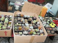 -龙大花卉苗木市场