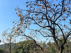 -如意山房柿子树下餐厅