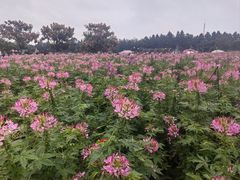 -荷兰花海