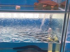 -一品江南韵·淮扬菜