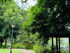 -南宁良凤江国家森林公园