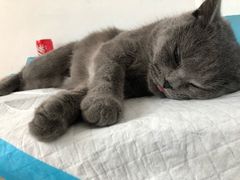 -灵美宠物诊所