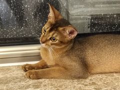 -猫大福·Fortune Cat猫舍(百子湾店)