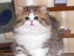 -小猫来了·猫舍(红山六九七九店)