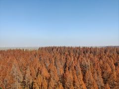 -黄海国家森林公园