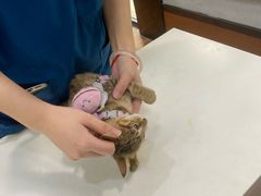 -瑞派动物医院·绝育·犬猫全科·预防医学(光景江南中店)