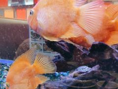 -新辉港式茶餐厅(北栅店)