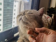 -楼上猫咖(罗湖店)