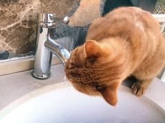 -喵屿·大理花园猫咖