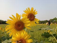 -汉长安城未央宫国家考古遗址公园