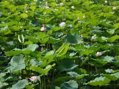 -荔湾湖公园