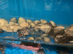 -桂马·日本料理·海胆·海鲜饭·酒场(民主广场店)
