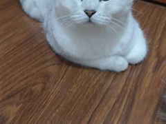 -团子家猫咪猫咖馆·柯基·柯尔鸭