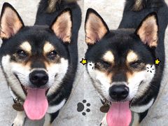 -柴犬高等学院·狗咖·柴犬售卖·宠物训练