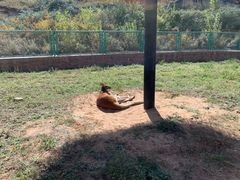 -鄂尔多斯野生动物园