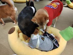 -逗柴咖啡屋·狗咖猫咖宠物桌游
