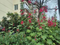 -双季花艺园艺市场(浦东店)