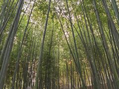 -泰山风景名胜区-普照寺