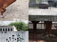 -成都动物园
