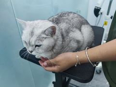 -爱洗澡的猫(望京店)
