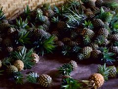 -西双版纳傣族园