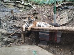 -栾川竹海野生动物园