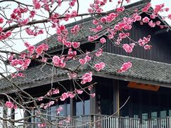 -杭州植物园
