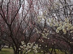 -蜀冈西峰生态公园