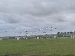 -盐城丹顶鹤湿地生态旅游区