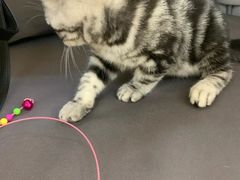 -lincat·猫舍(广州店)