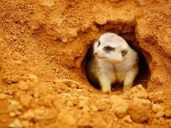 -杭州野生动物世界